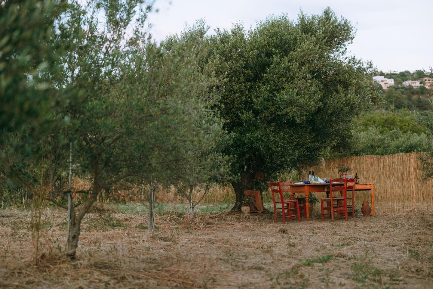 olive grove