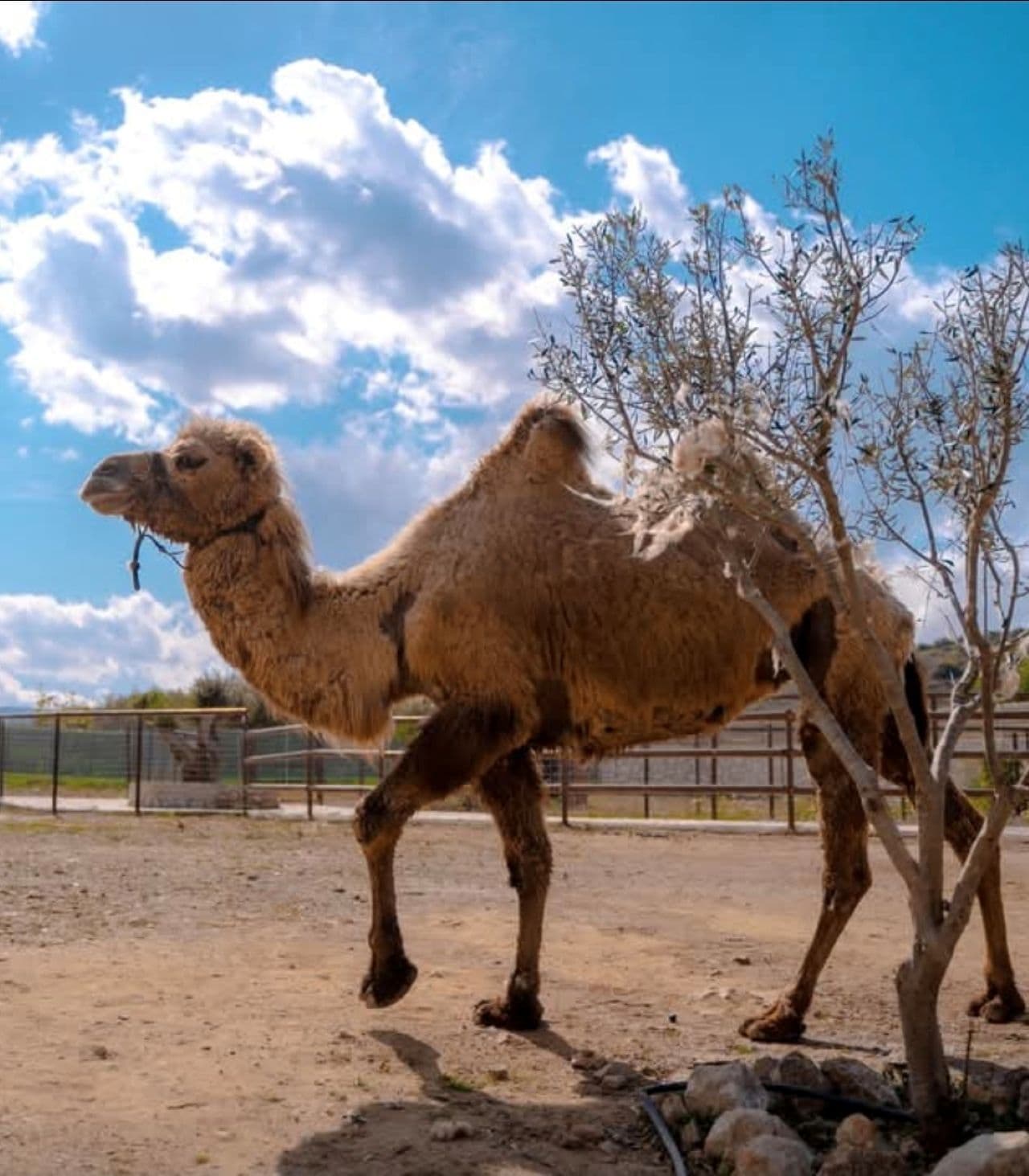 cretan animal park